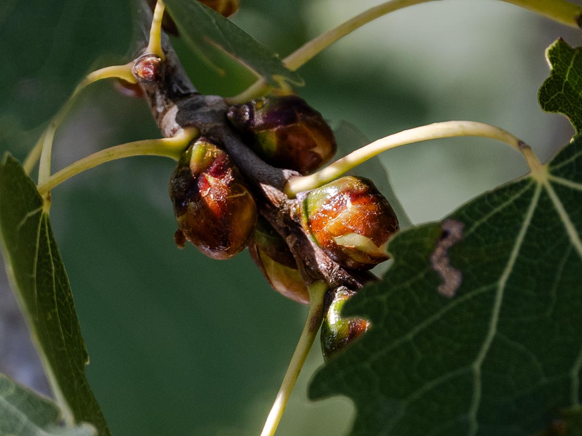 Knospen